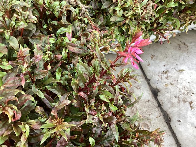 80 gaura - afbeelding 1 van  1