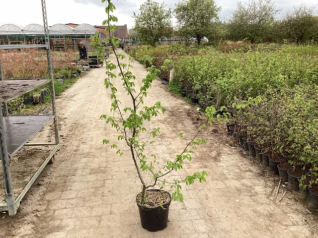 80 hangplanten mix: 20 haagbeuk 140-160, 20 fagus 140-160, 20 ligustrum 140-160, 20 meidoorn 140-160 - afbeelding 2 van  3