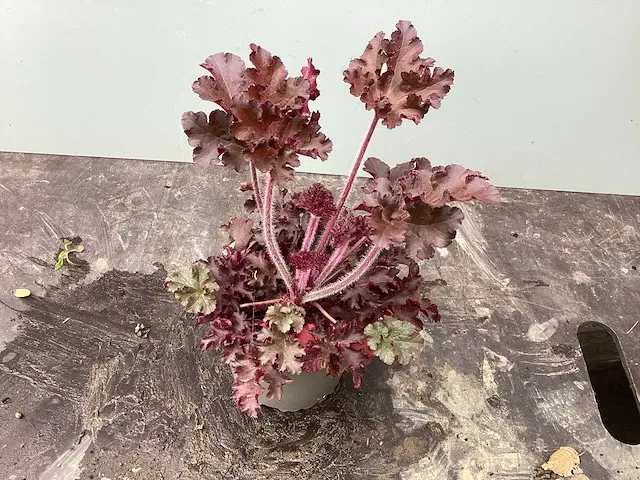 80 heuchera - afbeelding 1 van  2