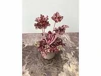 80 heuchera - afbeelding 2 van  2