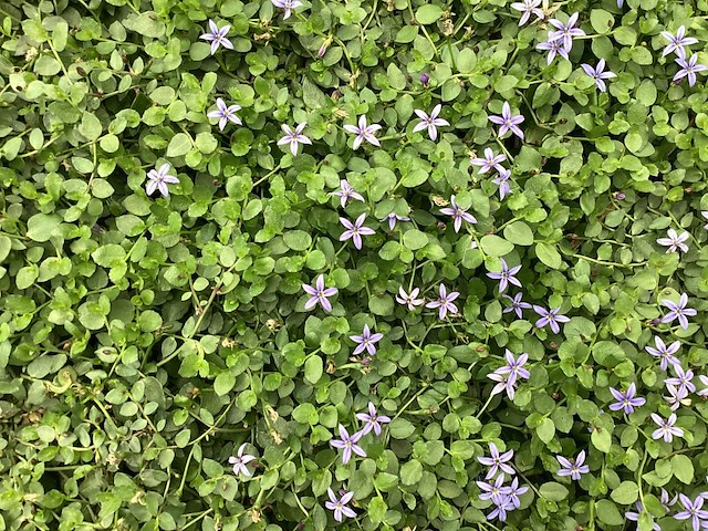 80 isothoma - afbeelding 1 van  1