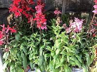 80 lobelia - afbeelding 1 van  1