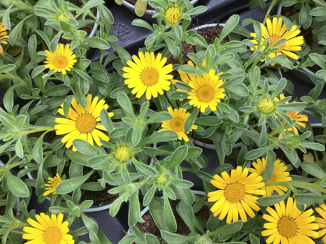 80 mecardonia - afbeelding 1 van  1