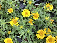 80 mecardonia - afbeelding 1 van  1