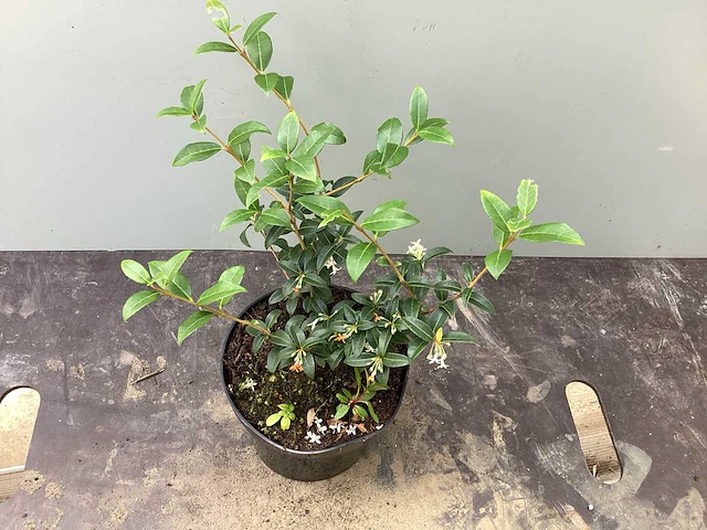 80 osmanthus burkwoodi - afbeelding 2 van  2