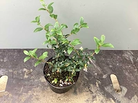 80 osmanthus burkwoodi - afbeelding 2 van  2