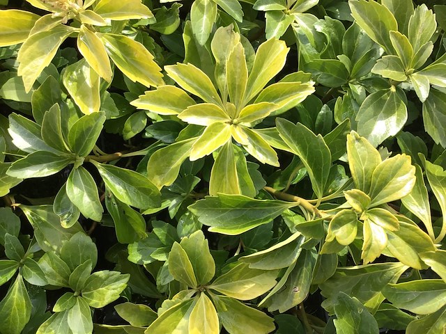 80 pachysandra - afbeelding 1 van  2