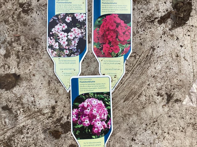 80 phlox mix - afbeelding 1 van  1