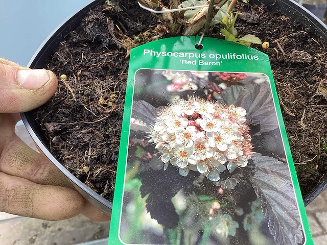 80 physocarpus opulifilium red baron - afbeelding 1 van  3