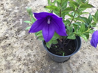 80 platycodon blauw - afbeelding 3 van  3