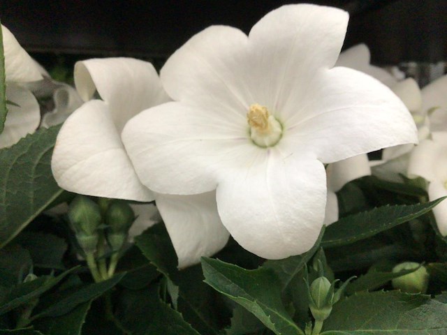 80 platycodon wit - afbeelding 1 van  1