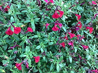 80 salvia rood - afbeelding 1 van  1