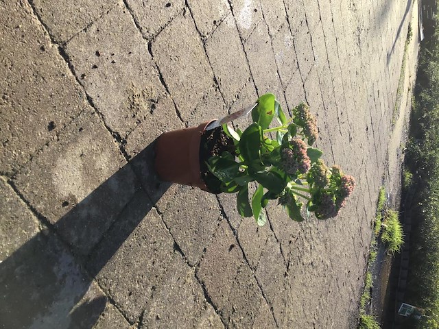 80 sedum herbstfreude - afbeelding 1 van  1