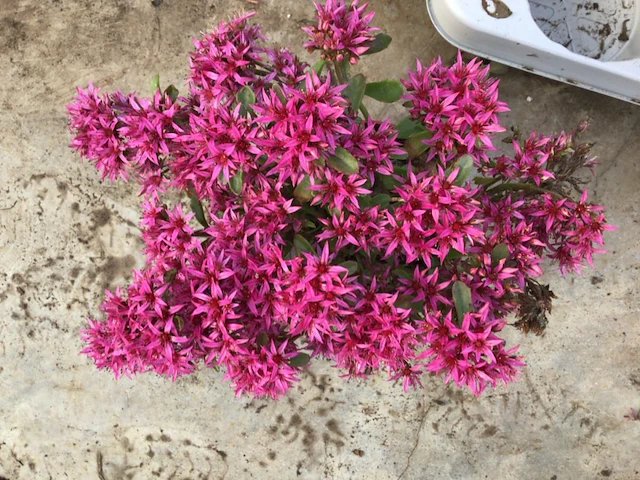 80 sedum mix - afbeelding 1 van  7