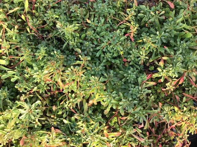80 sedum mix - afbeelding 4 van  7