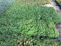 80 sedum mix - afbeelding 5 van  7
