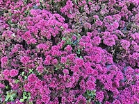 80 sedum mix - afbeelding 6 van  7