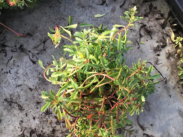 80 sedum mix - afbeelding 2 van  7