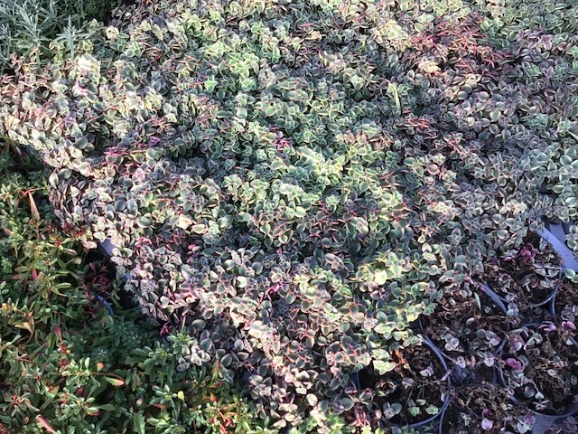 80 sedum mix - afbeelding 3 van  7