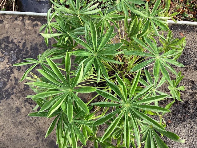 80 sempervivum - afbeelding 1 van  1