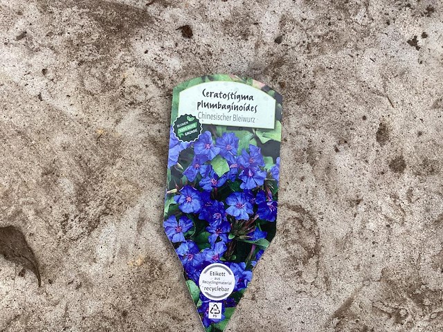 80 steratostigma - afbeelding 1 van  2