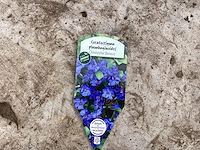 80 steratostigma - afbeelding 1 van  2