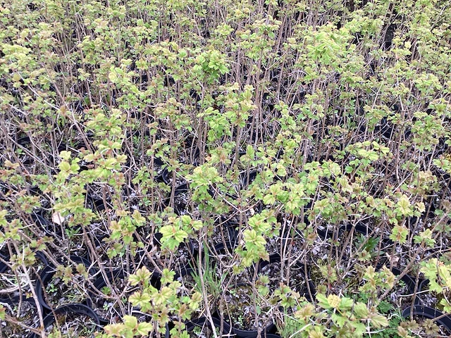 80 viburnum opulus roseum - afbeelding 1 van  4