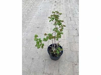 80 viburnum opulus roseum - afbeelding 3 van  4