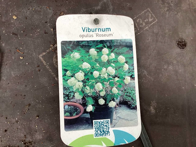 80 viburnum opulus roseum - afbeelding 4 van  4