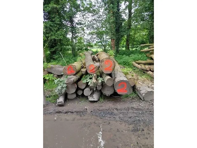 9,6 stère paardekastanje - afbeelding 1 van  1