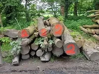9,6 stère paardekastanje - afbeelding 1 van  1