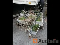 Aanhanger dolly de kermesse "tir aux pipes" (te herstellen) - afbeelding 6 van  14