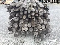 Acacia weidepalen - afbeelding 5 van  9