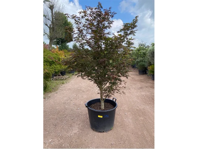 Acer blood good - afbeelding 1 van  2