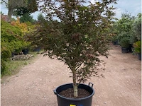 Acer blood good - afbeelding 1 van  2