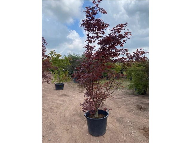 Acer blood good - afbeelding 1 van  2