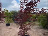 Acer blood good - afbeelding 1 van  2