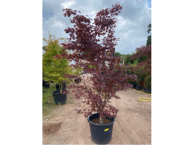 Acer blood good - afbeelding 2 van  2