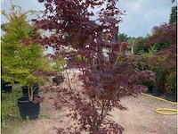 Acer blood good - afbeelding 2 van  2