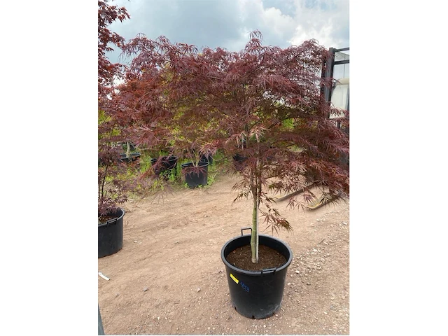 Acer broom op stam - afbeelding 1 van  2