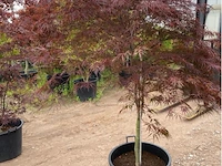 Acer broom op stam - afbeelding 1 van  2