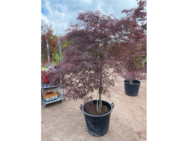 Acer broom op stam - afbeelding 2 van  2