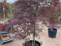 Acer broom op stam - afbeelding 2 van  2