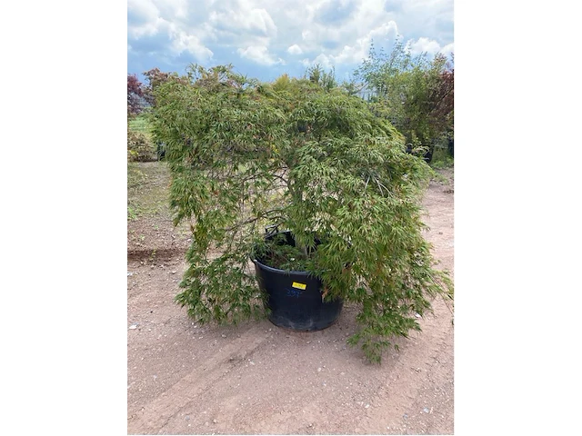 Acer dissectum paucum - afbeelding 1 van  3