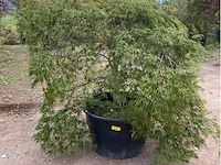 Acer dissectum paucum - afbeelding 1 van  3