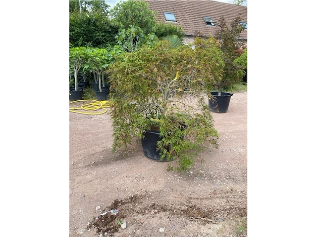 Acer dissectum paucum - afbeelding 2 van  3
