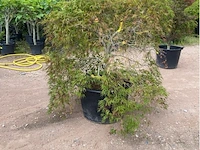 Acer dissectum paucum - afbeelding 2 van  3