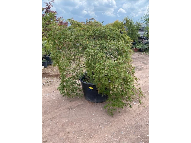 Acer dissectum paucum - afbeelding 3 van  3