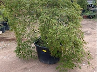 Acer dissectum paucum - afbeelding 3 van  3