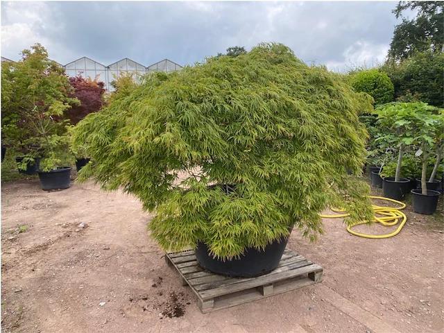 Acer dissectum - afbeelding 1 van  4